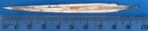 Ein Stachelrochen Stachel, der bei einem Stachelrochen Stich leicht in die Haut eindringt.