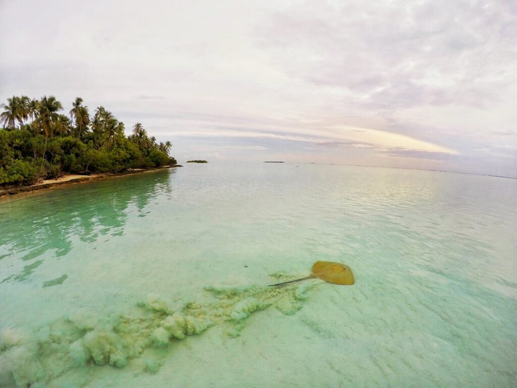 Stachelrochen schwimmt in flachem Wasser vor tropischer Insel. Hier besteht das Risiko für einen Stachelrochen-Stich